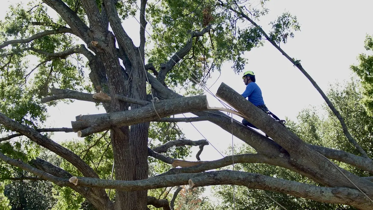 Professional Crown Thinning performed by certified arborists in Dime Box